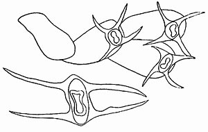 Echinella placoides