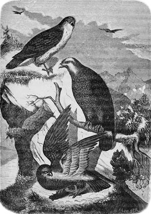 Сокол, белоголовый орлан и сырач у Байкала