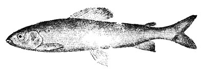 Байкальский черный хариус (Thymallus arcticus baicalensis Dyb.)