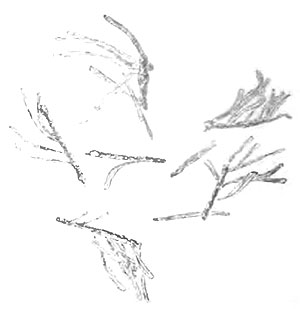 Части побегов пихты (Abies sibirica Led.) с хвоей из желудка кабарги