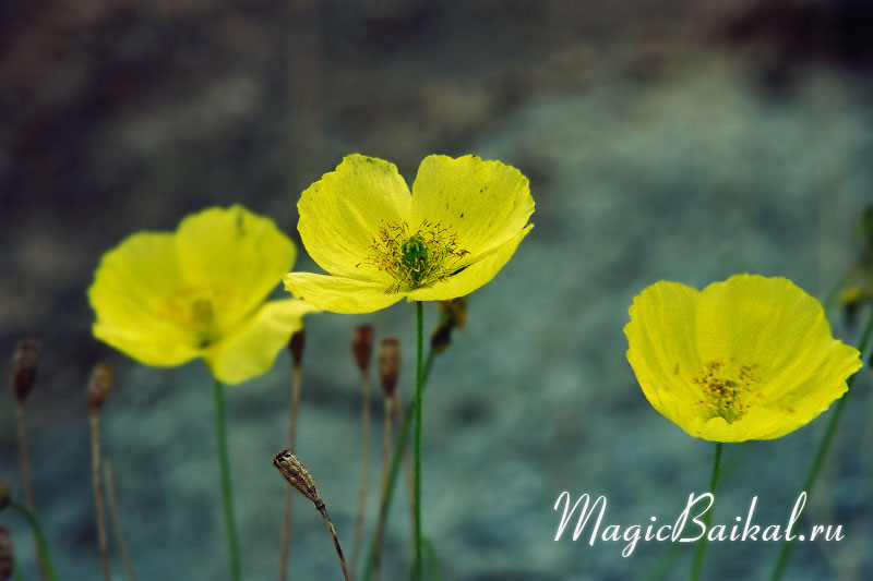 http://www.magicbaikal.ru/album/flowers/images/lake-baikal-l39f14.jpg