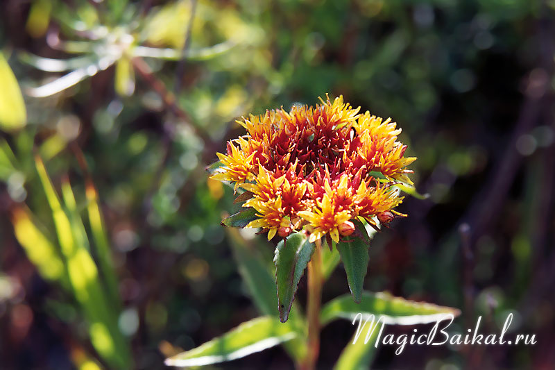 http://www.magicbaikal.ru/album/flowers/images/lake-baikal-l54f05.jpg