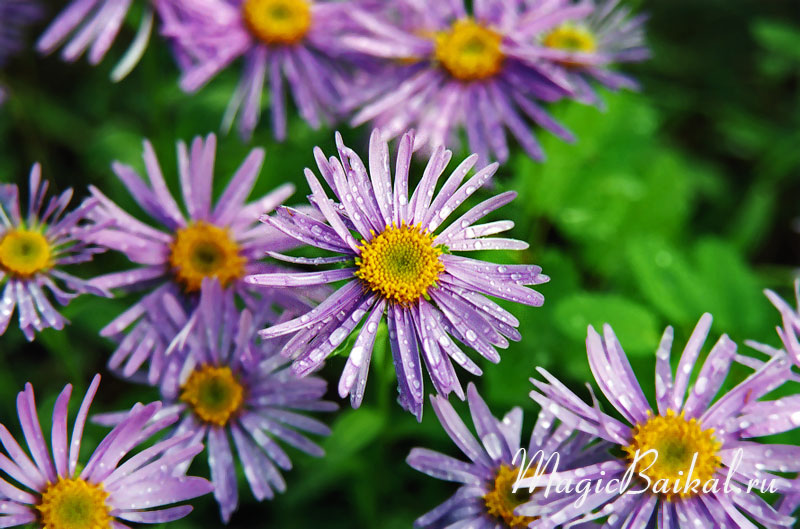 http://www.magicbaikal.ru/album/flowers/images/lake-baikal-l55f37.jpg