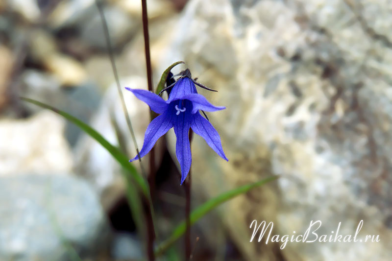 http://www.magicbaikal.ru/album/flowers/images/lake-baikal-l56f20.jpg