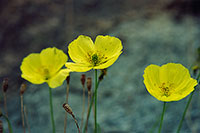 Poppies.