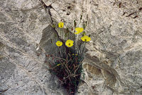 Poppies on Baikal's cliffs.