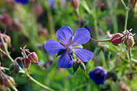 Geranium.