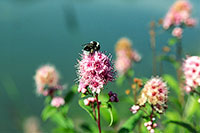 Spiraea.