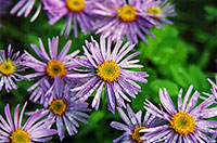 Wild flowers of Baikal.