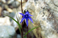 Campanula.