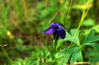 Gentian.