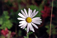 Leucanthemum vulgare.