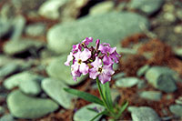 Wild flowers of Baikal.