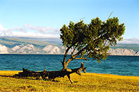 Озеро Байкал. Остров Ольхон. В Улан-Хушинском заливе. Эта лиственница растет так уже много лет...