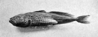 Cottus comephoroides Berg (новый вид байкальскаго бычка)