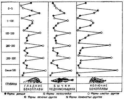 Распределение по условиям обитания байкальских бокоплавов и бычков–подкаменщиков