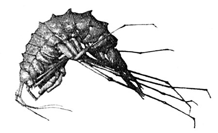 Слепой Gammarus с 1500 мет. глубины)