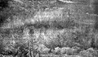 Граница древесной растительности по склону пади р. Малой Черемшаны в ее верхнем течении