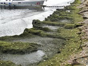 Берег Баргузинского залива, покрытый водорослями